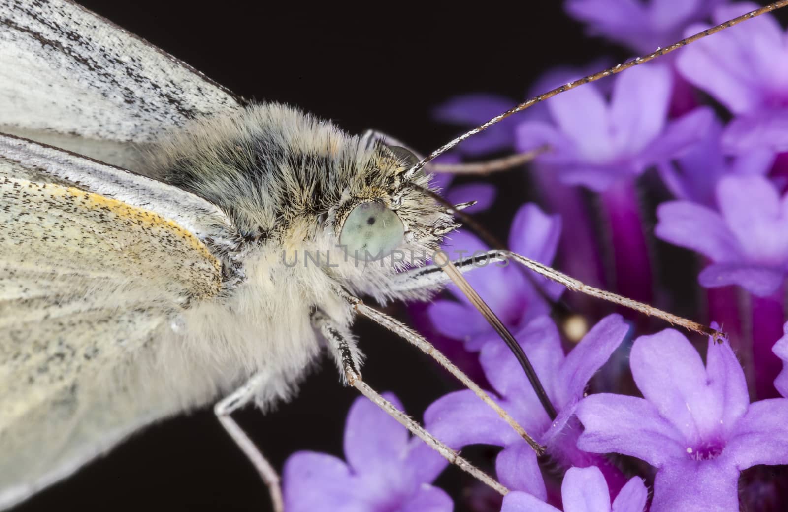 Cabbage White Butterly extreme macro close up by ant