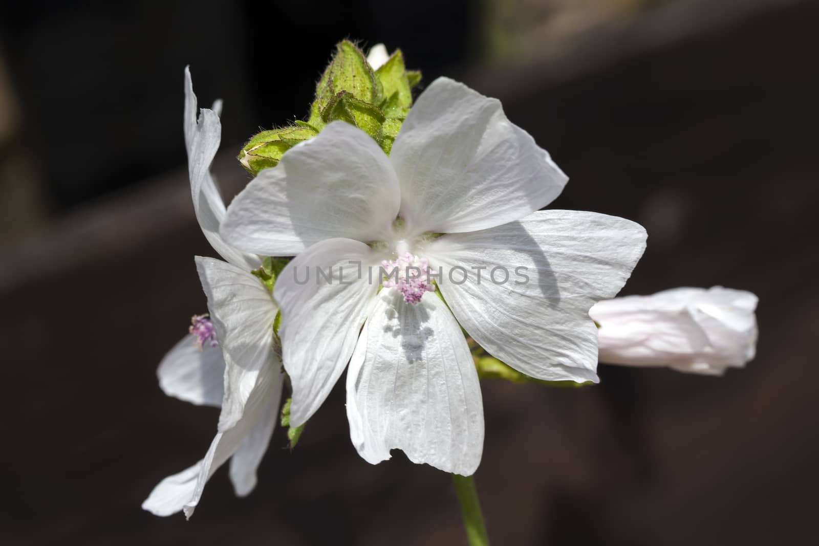 Malva 'Alba' a white herbaceous springtime summer flower plant commonly known as musk mallow