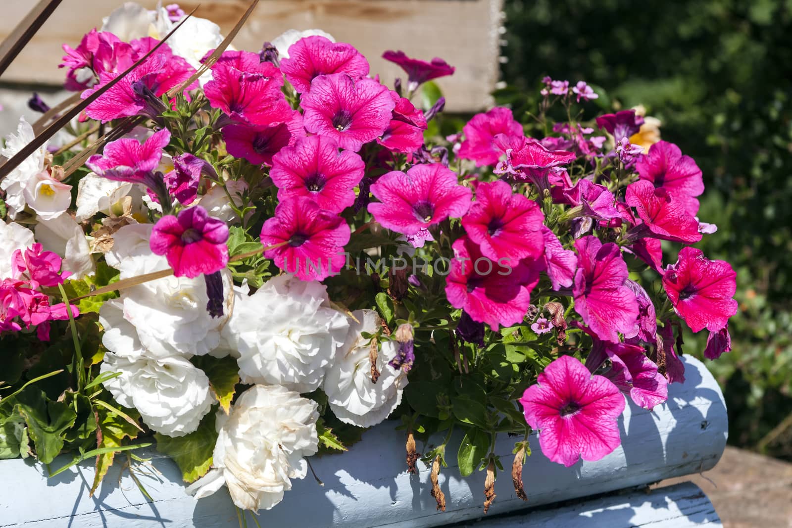 Petunia a spring summer flowering plant grown in a flower box co by ant