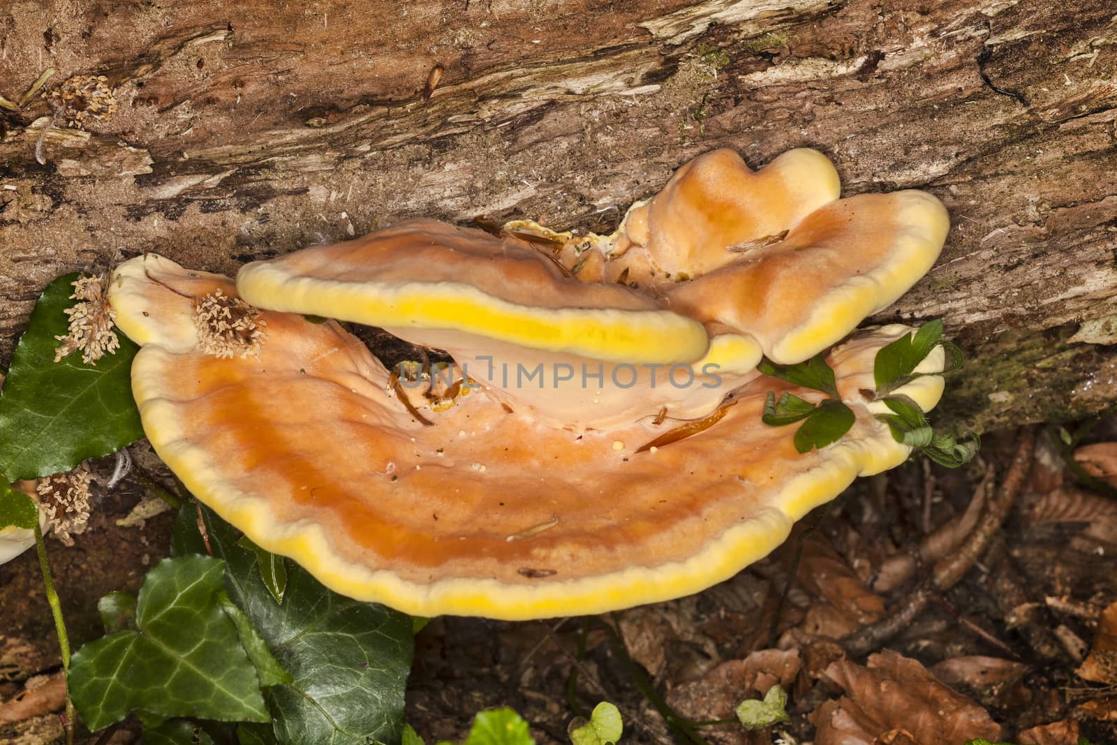 Bracket fungus growing from a decaying tree by ant