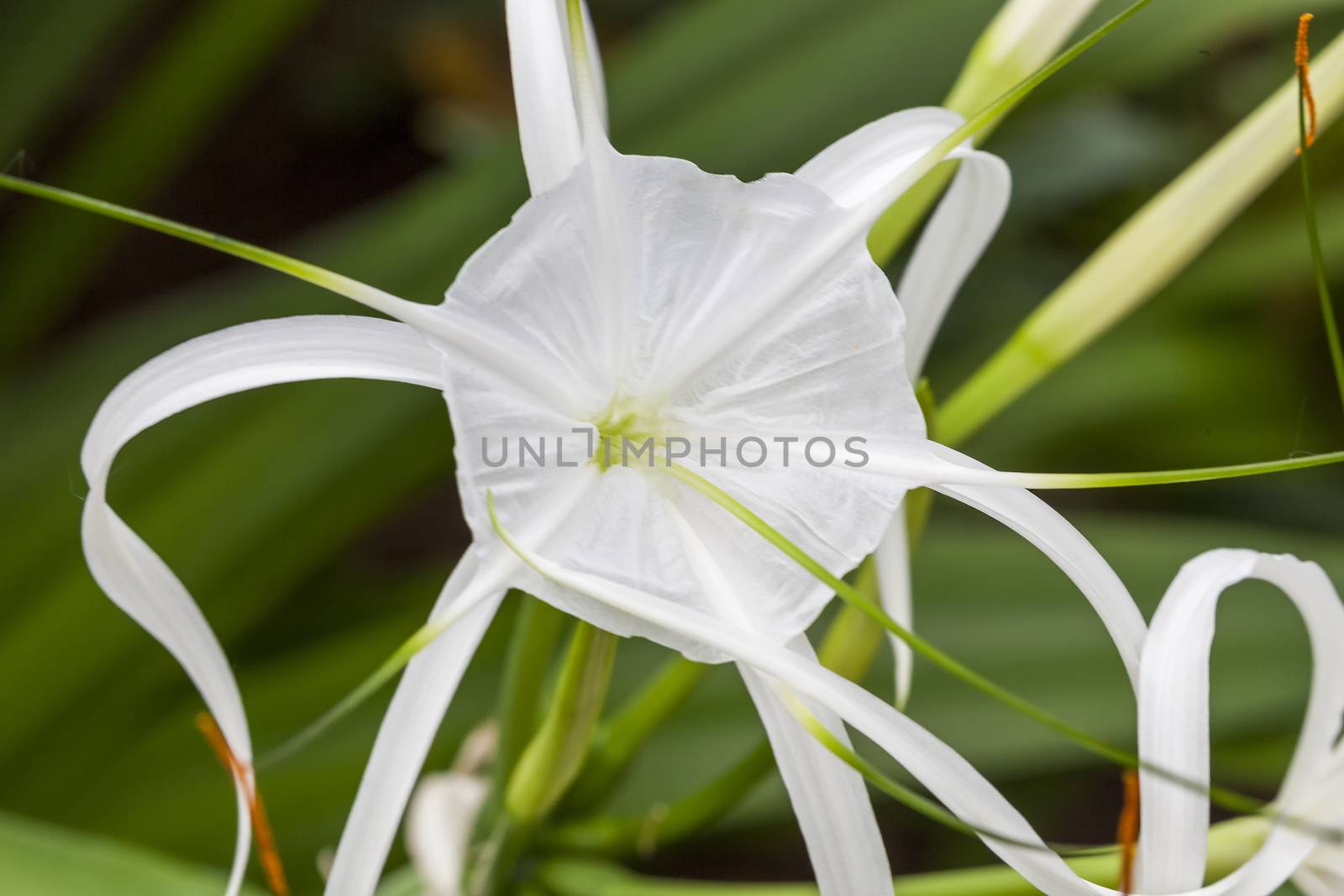 Hymenocallis x macrostephana by ant