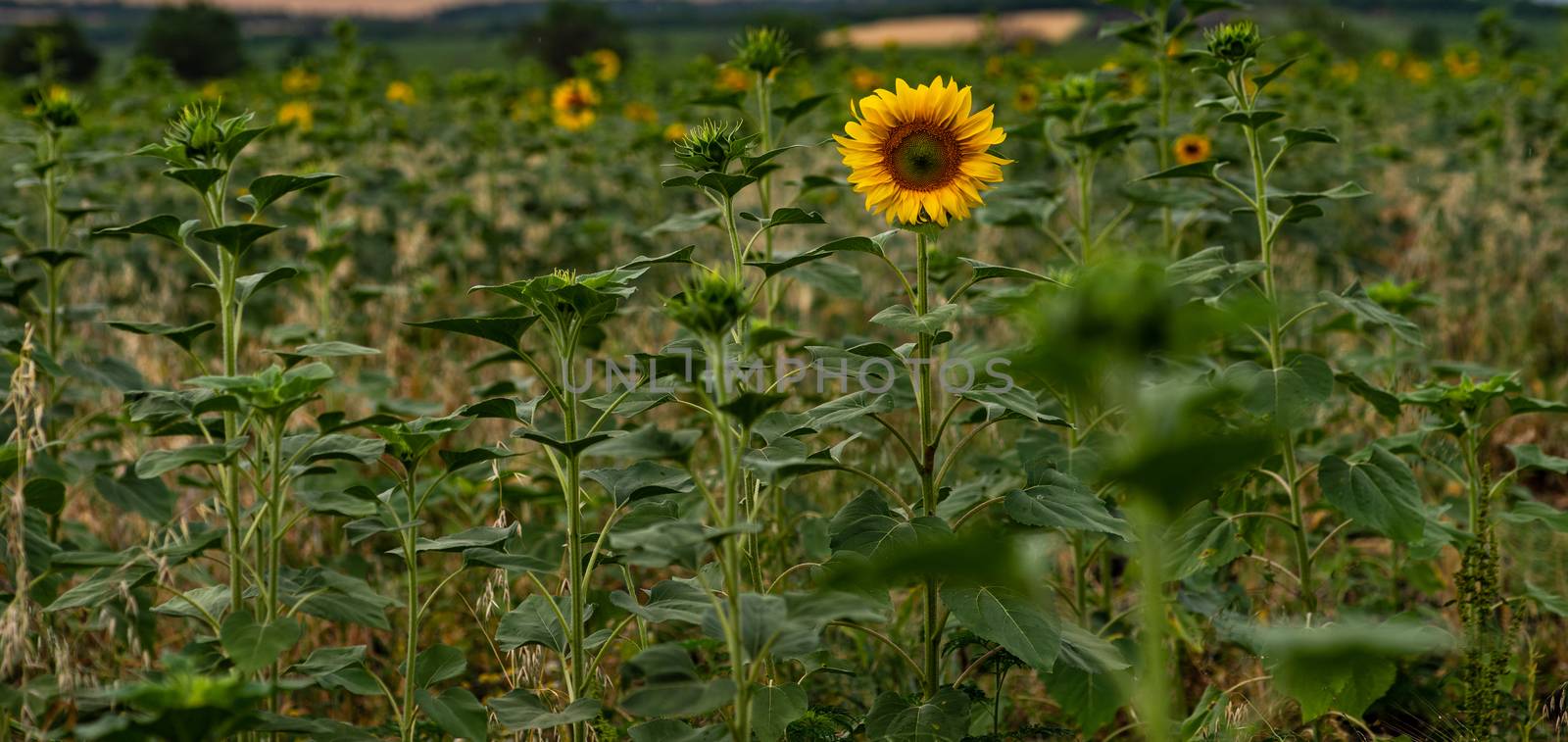 Blooming sunflowers in a field in the raining day