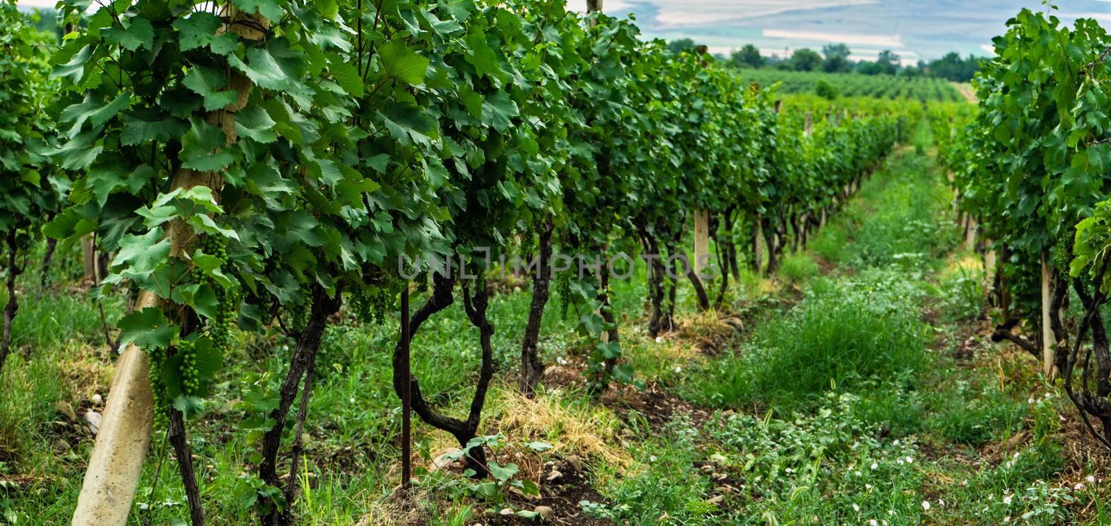 One of the vineyard in wine region of Georgia, Kakheti in raining day