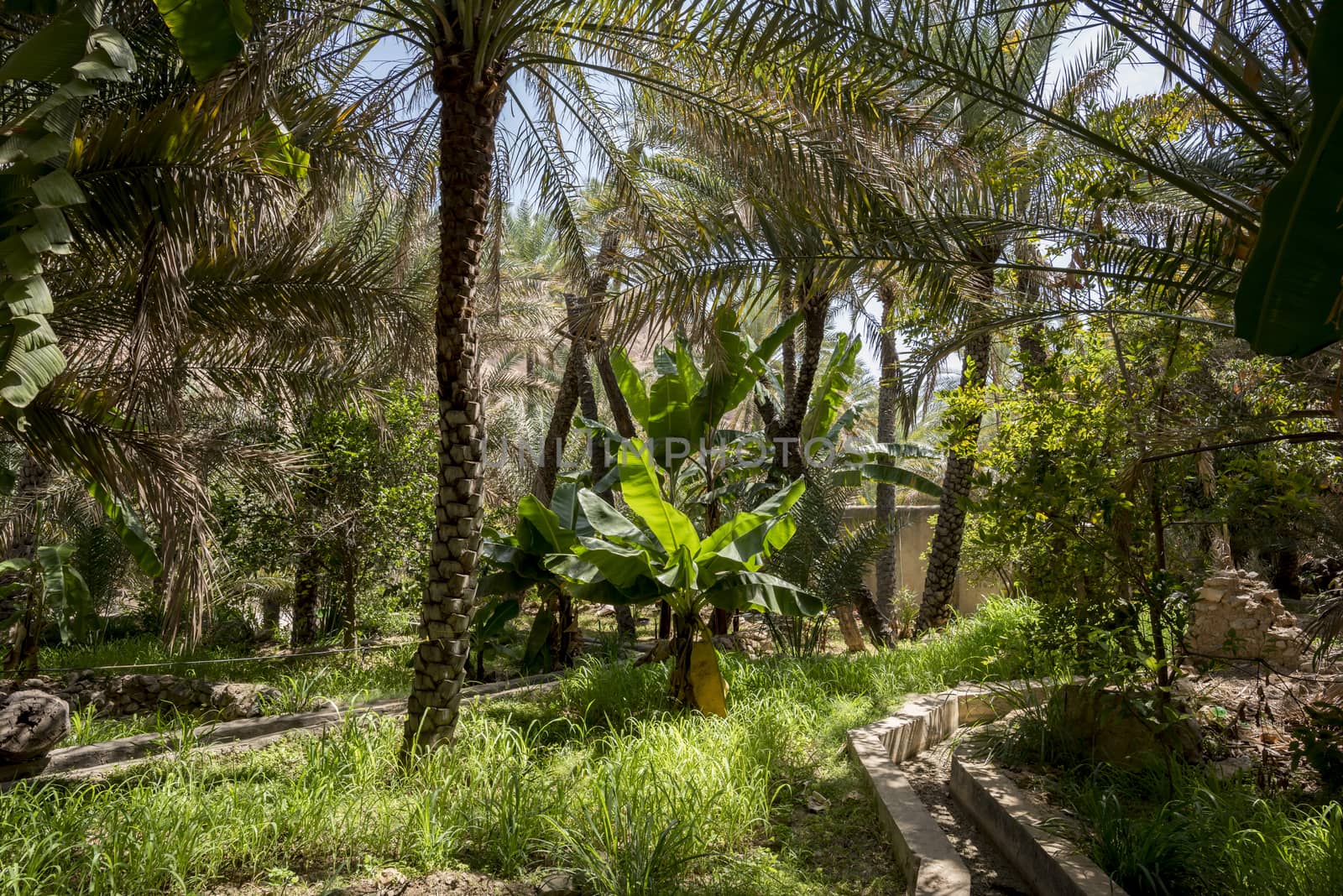 Palm grove and banna trees, Wadi Bani Khalid, Sultanate of Oman by GABIS