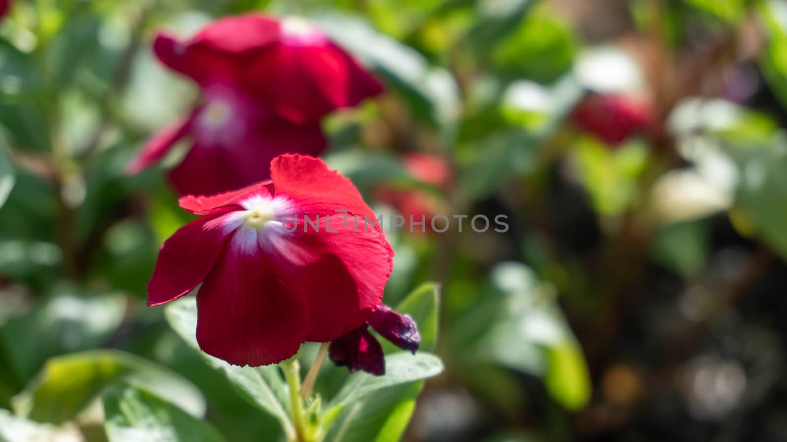 Close up red Madagascar periwinkle flower, Colorful vinca rosea flower in garden
