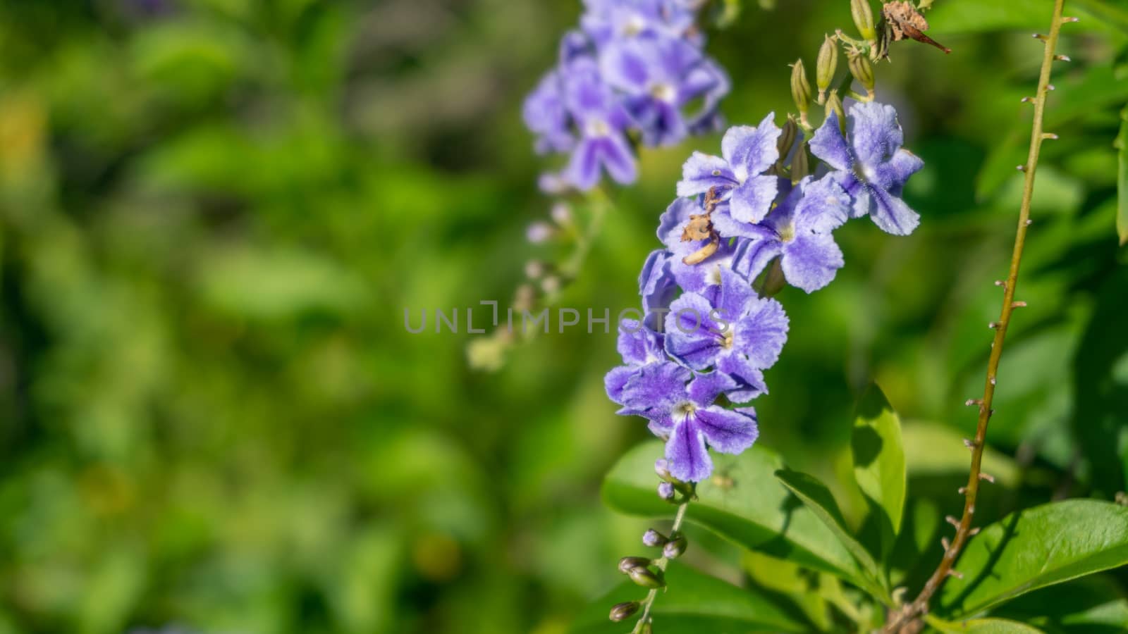 Duranta erecta, Purple small flowers on blurred background, Selective focus