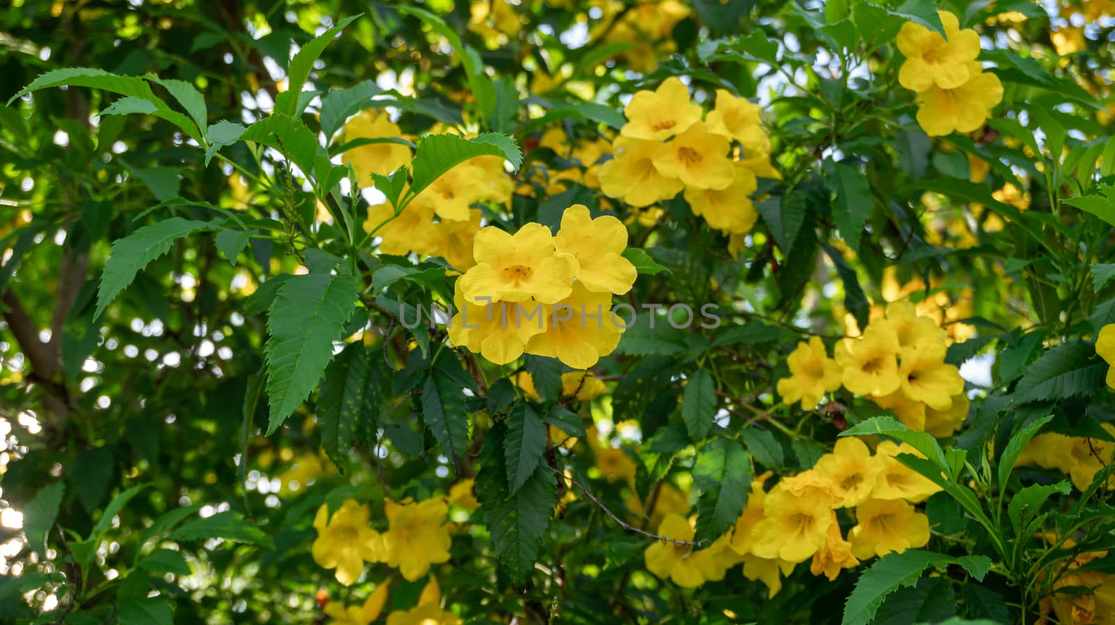 Yellow elder, Yellow bells, or Trumpetflower, Tecoma stans