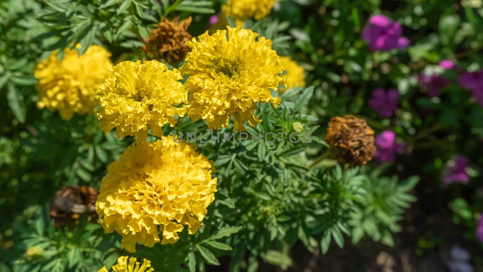Marigold flower (Tagetes erecta, Mexican, Aztec or African marigold) in the garden with blurred pink flower background.