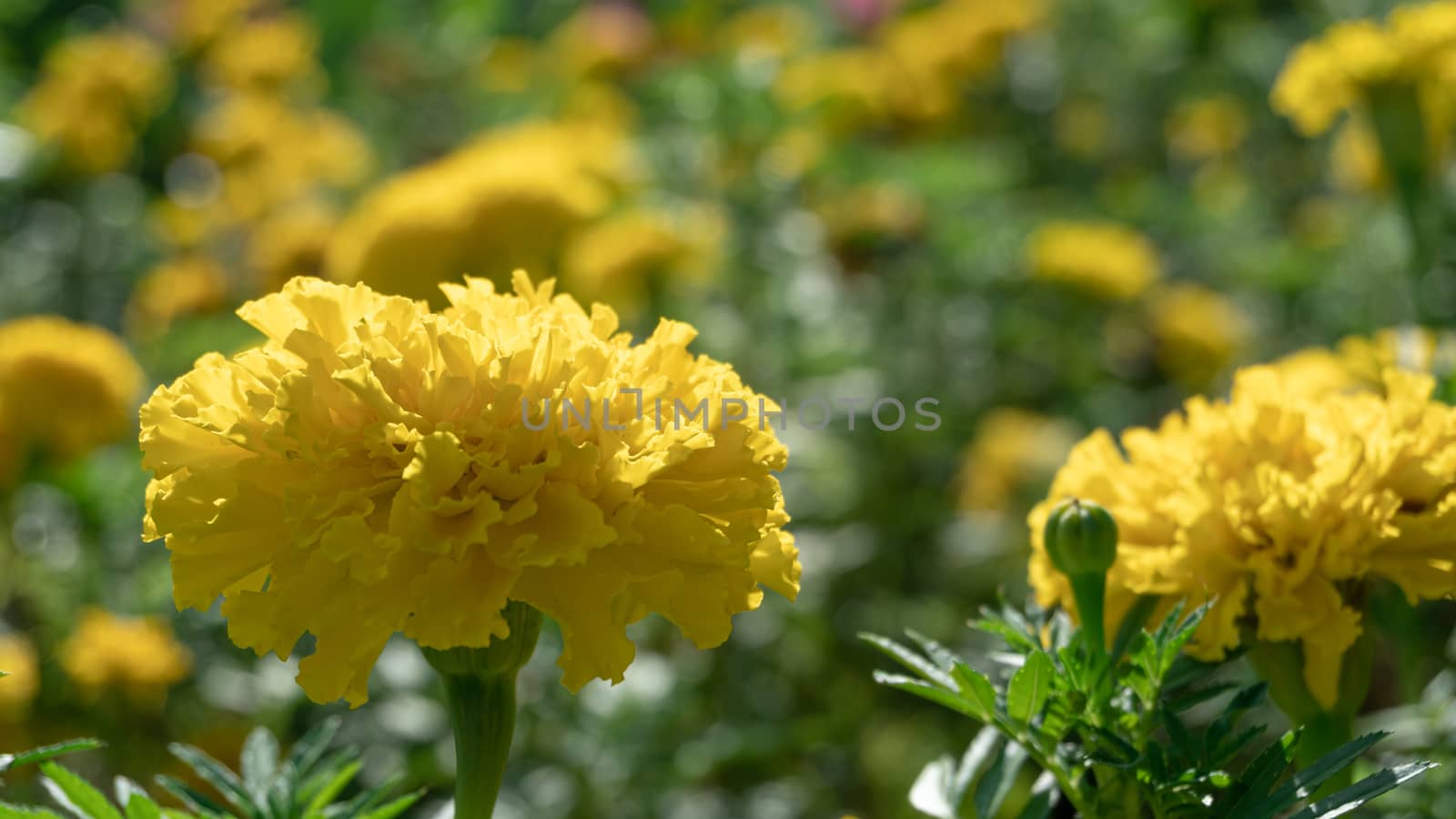 Marigold flower (Tagetes erecta, Mexican, Aztec or African marigold) in the garden.