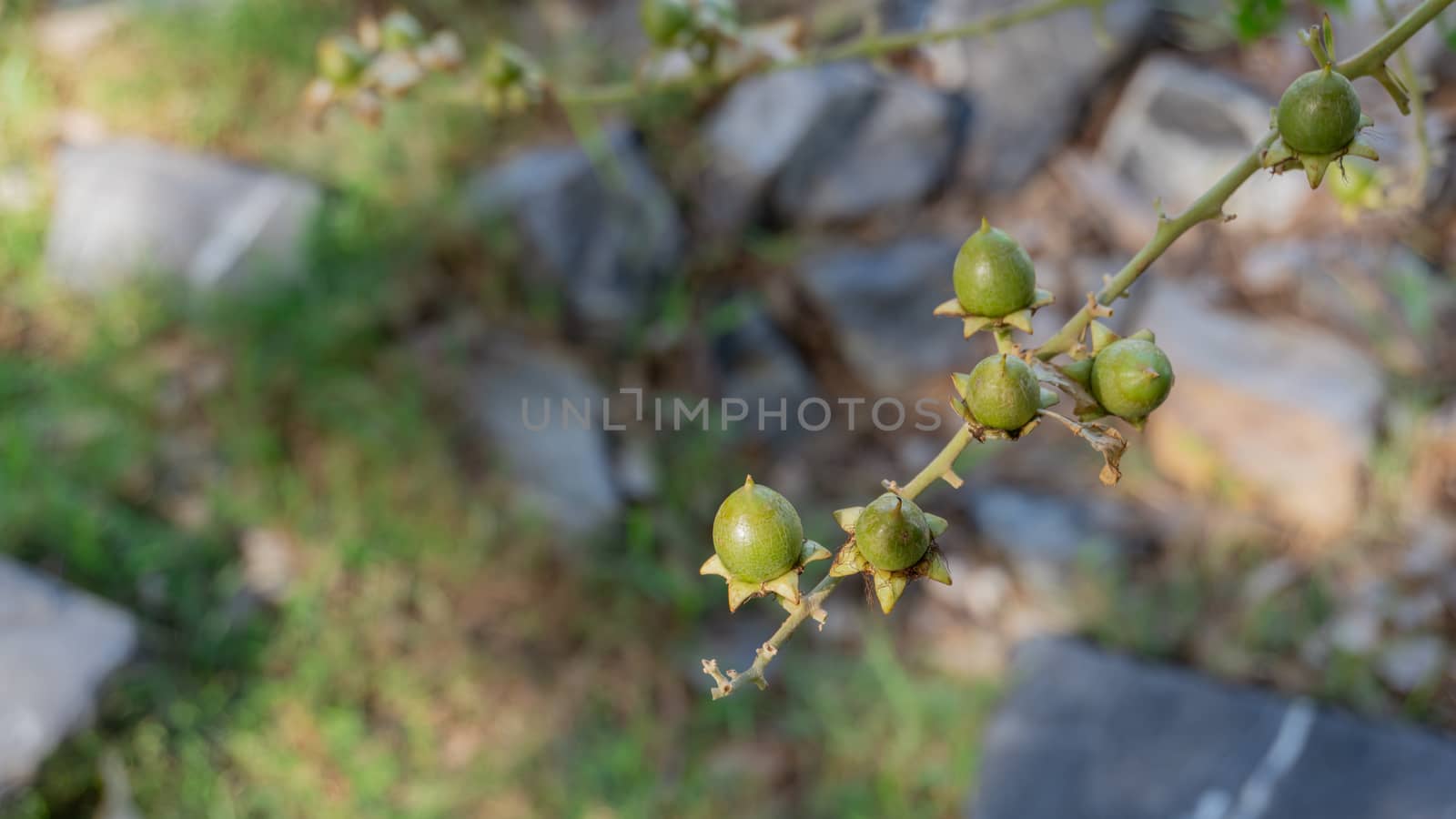 A close-up of Lagerstroemia floribunda Jack fruit in the garden