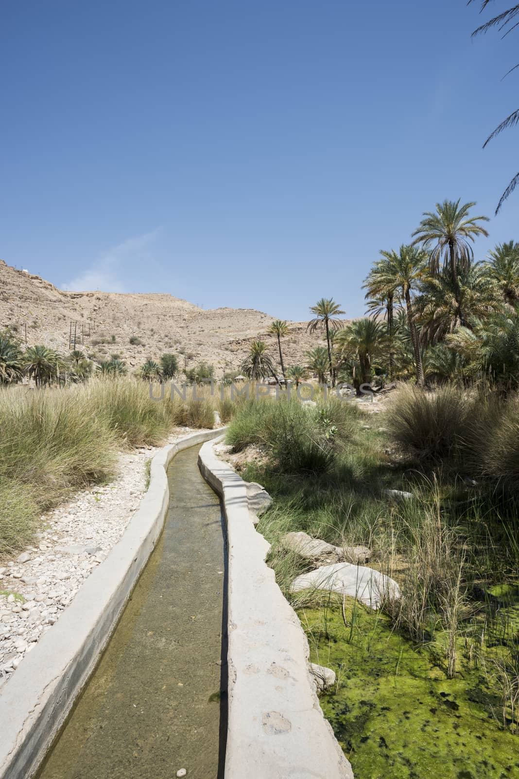 Water canal coming from a river and passing thru a garden and palm trees farm. Wadi Bani Khalid, Sultanate of Oman