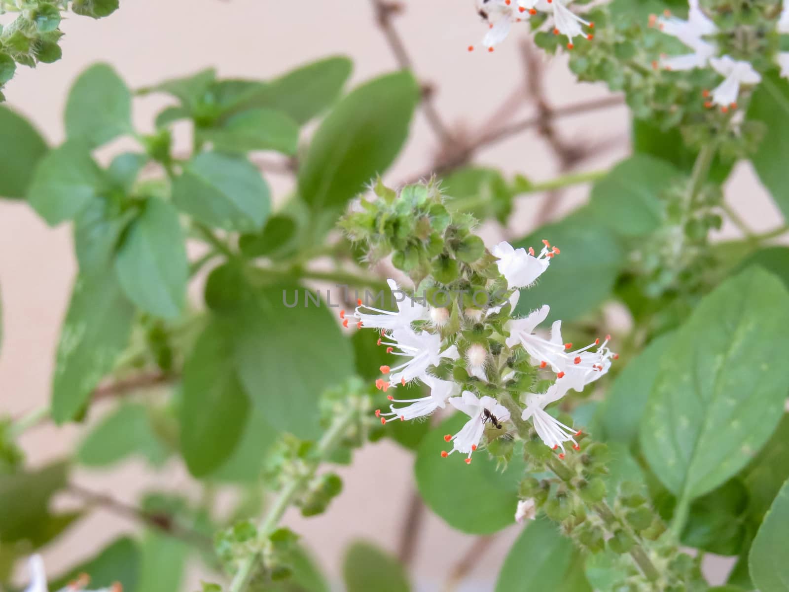 Sprig of basil on white flower close-up and green leaves in the background.