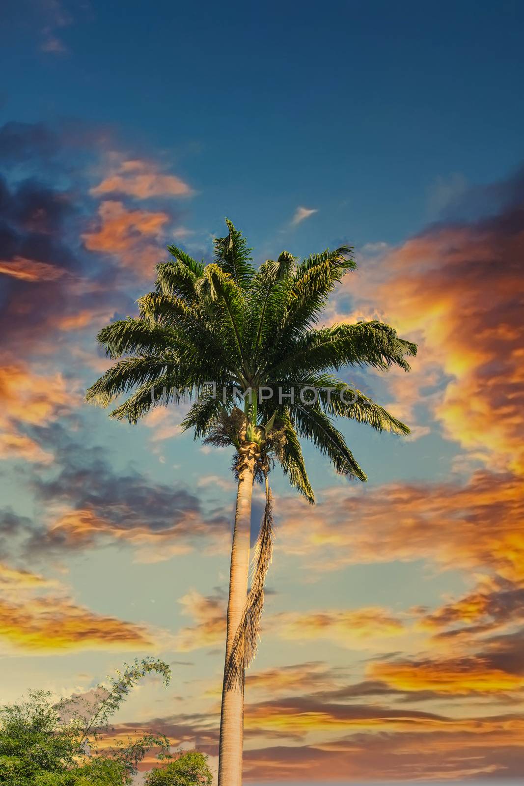 A tall palm tree under nice sky with copy space