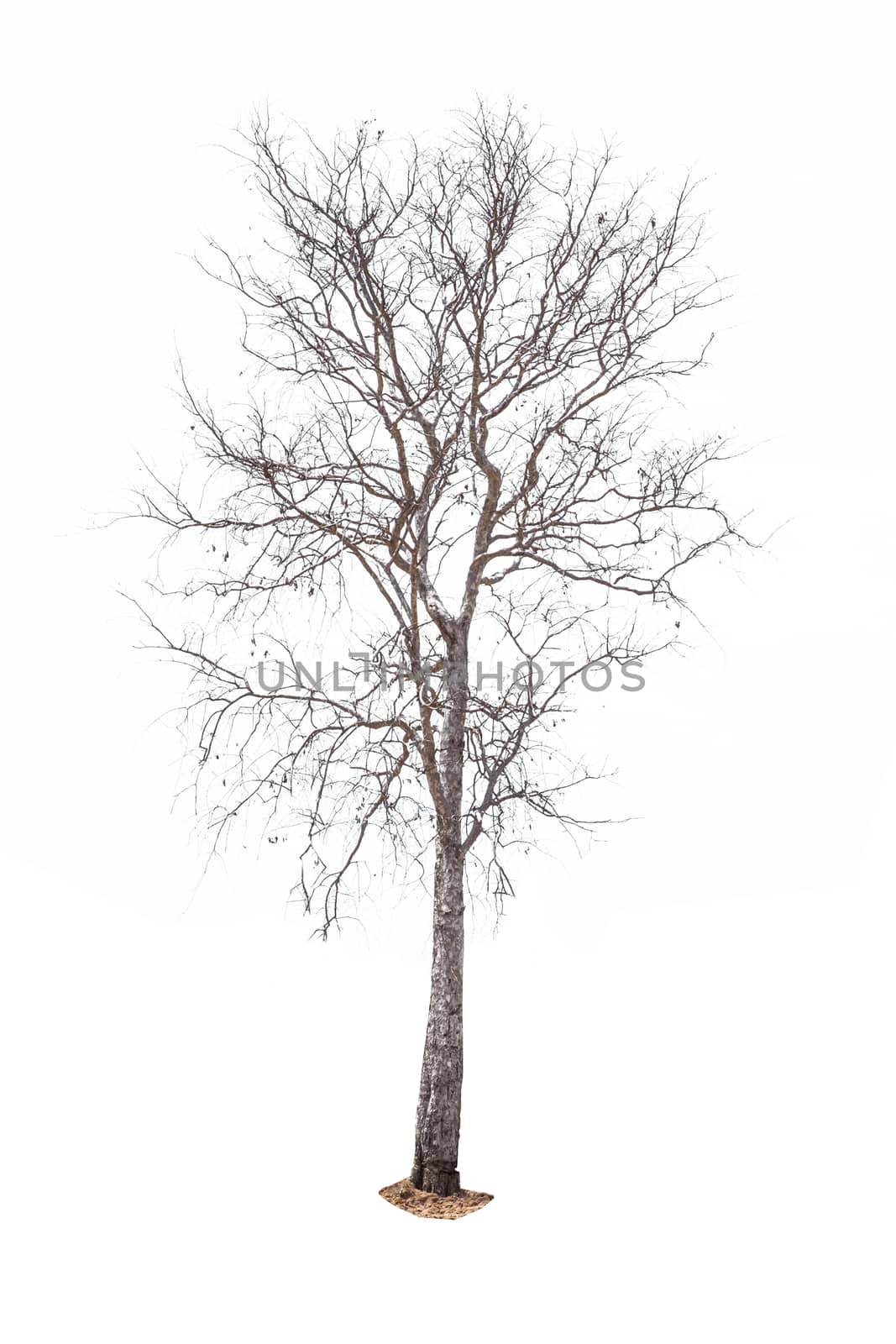Dead tree on white background by Surasak