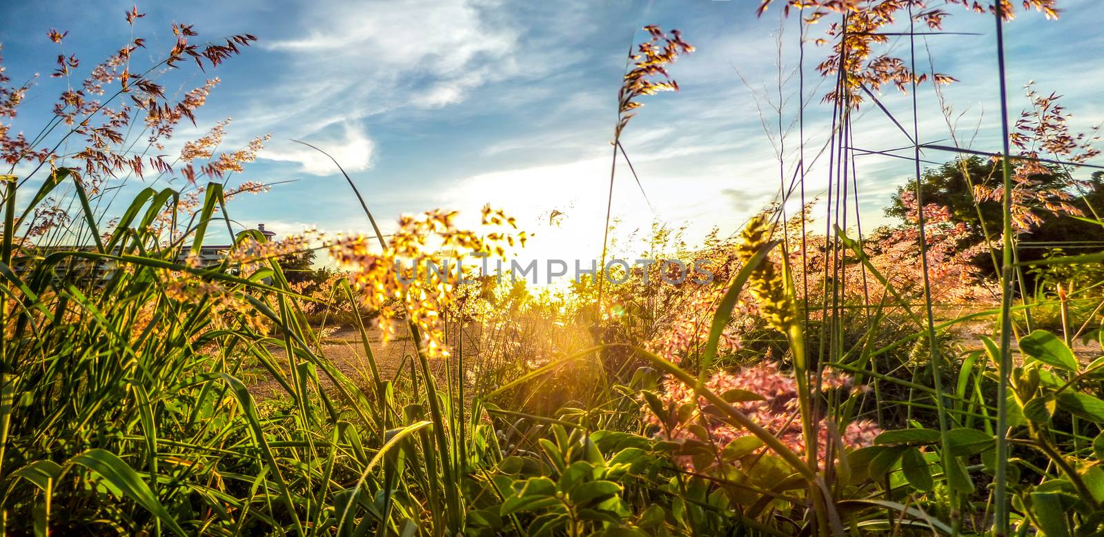 grass and sunset panorama view and blue sky