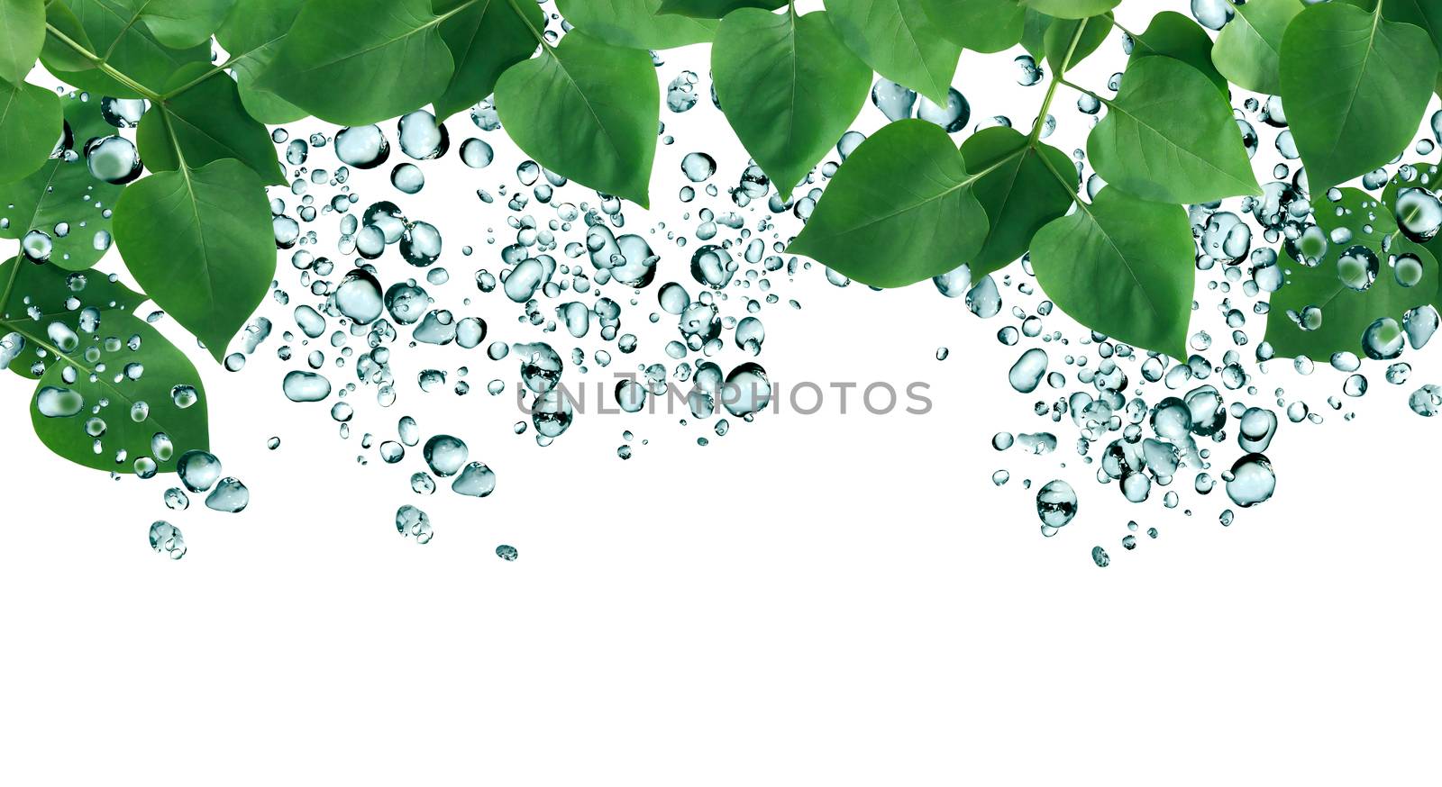 Summer rain concept. Freshness green leaves on background with water drops as frame