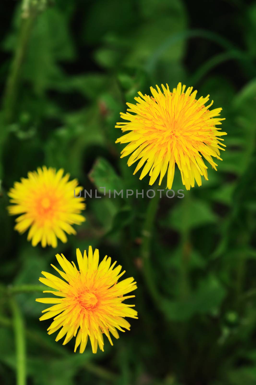 Yellow Dandelion Flowers by kvkirillov