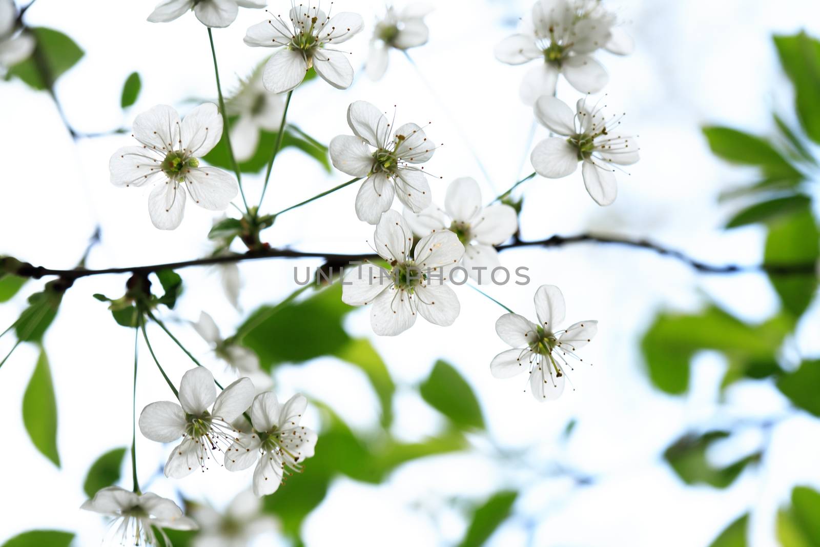 Nice white cherry flowers blossom in springtime