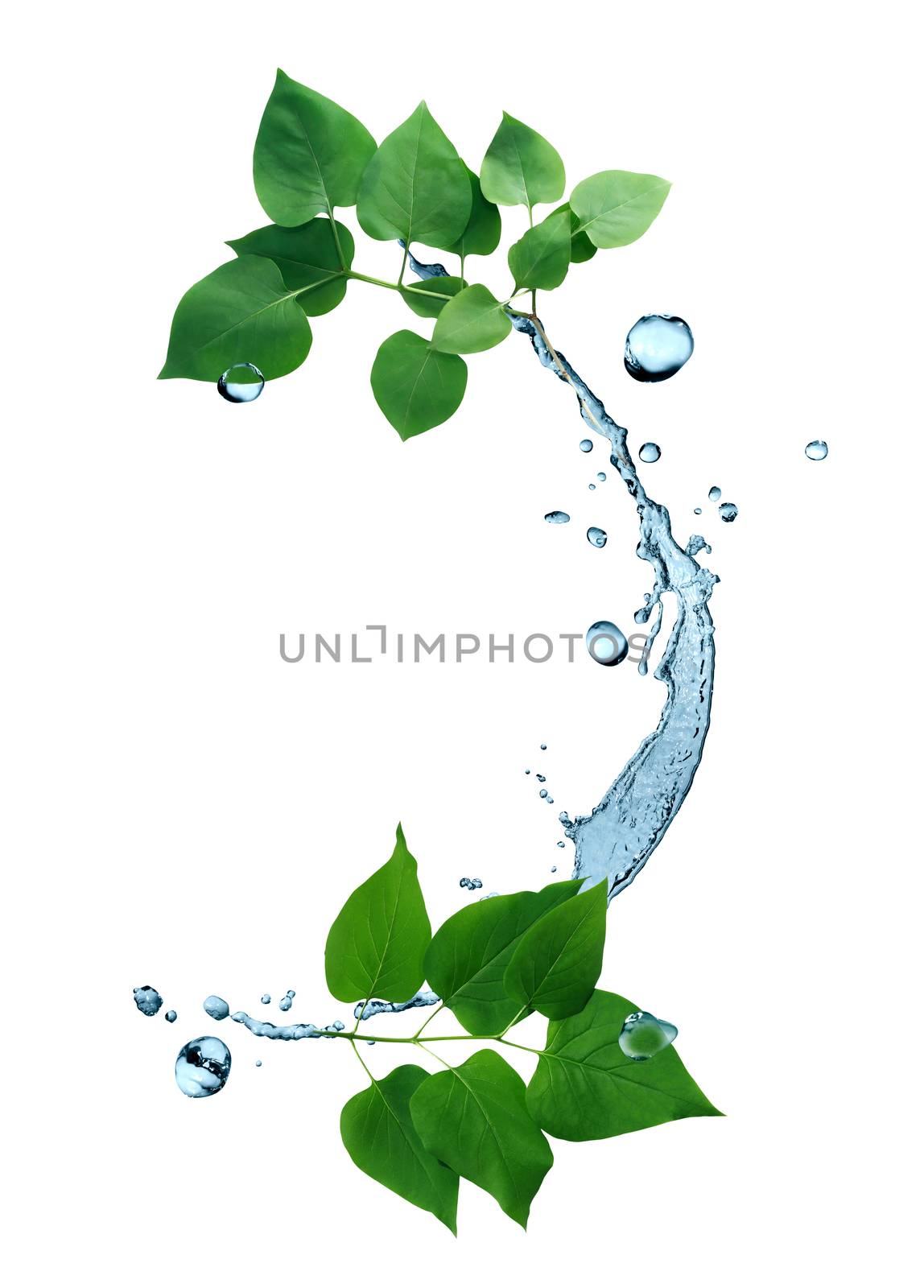 Freshness green leaves with water splash on white background