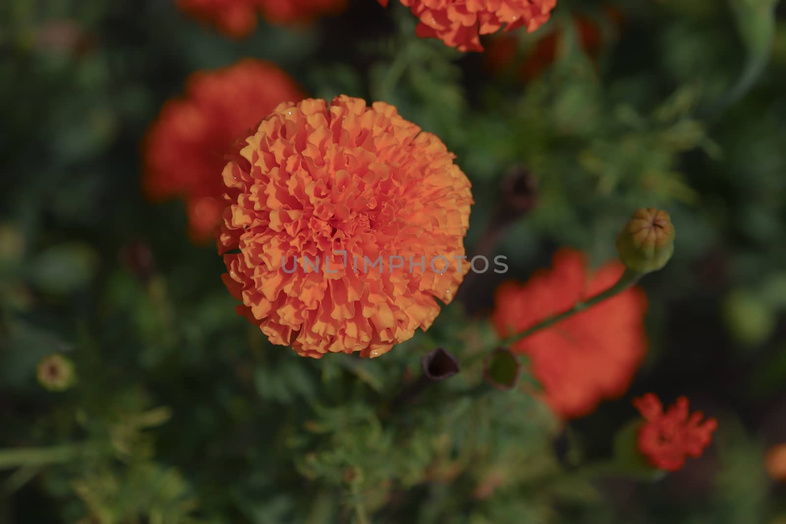 Indian marigold flowers by 9500102400