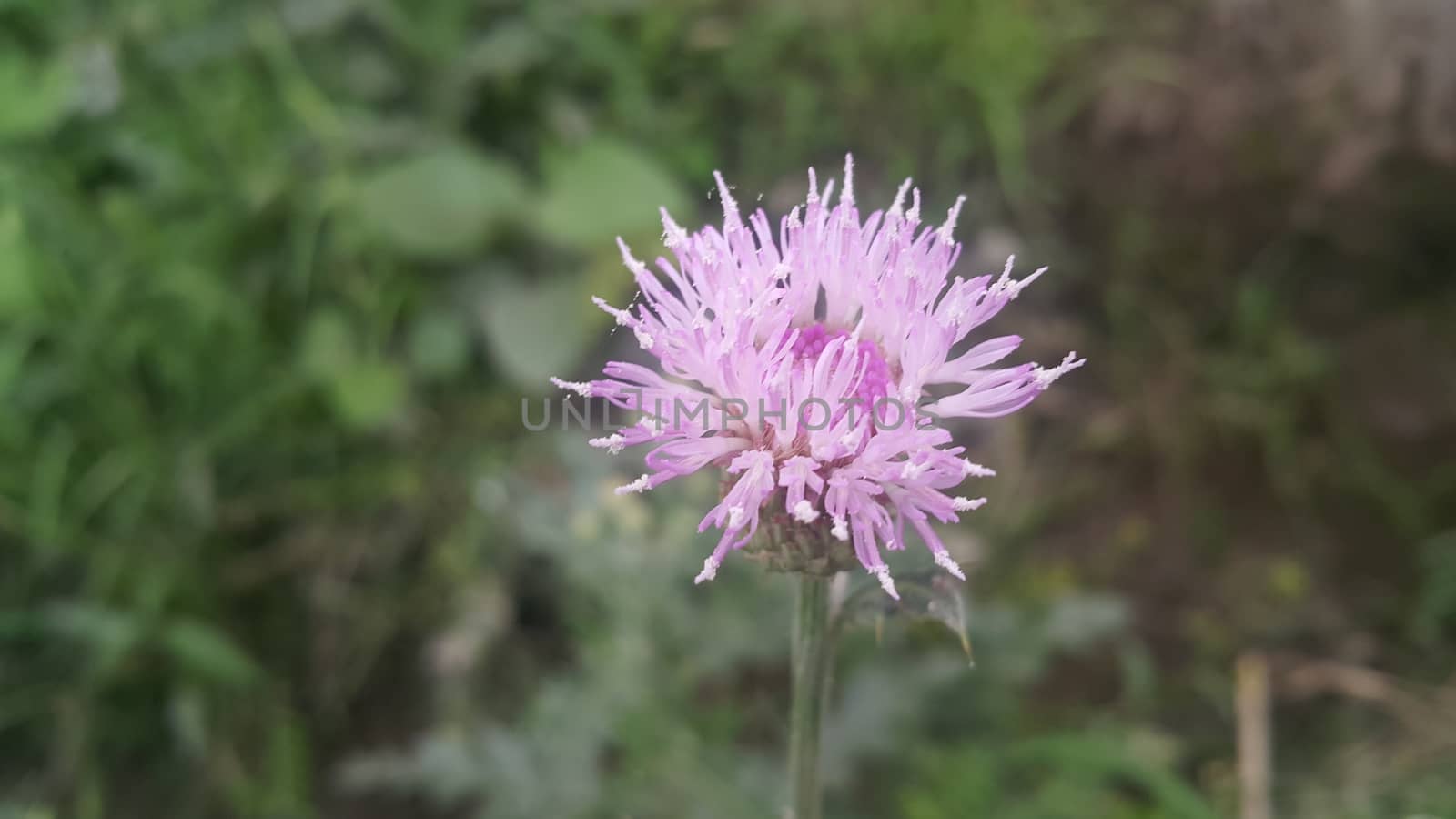 Perennial thistle plant with spine tipped triangular leaves and purple flower by Photochowk