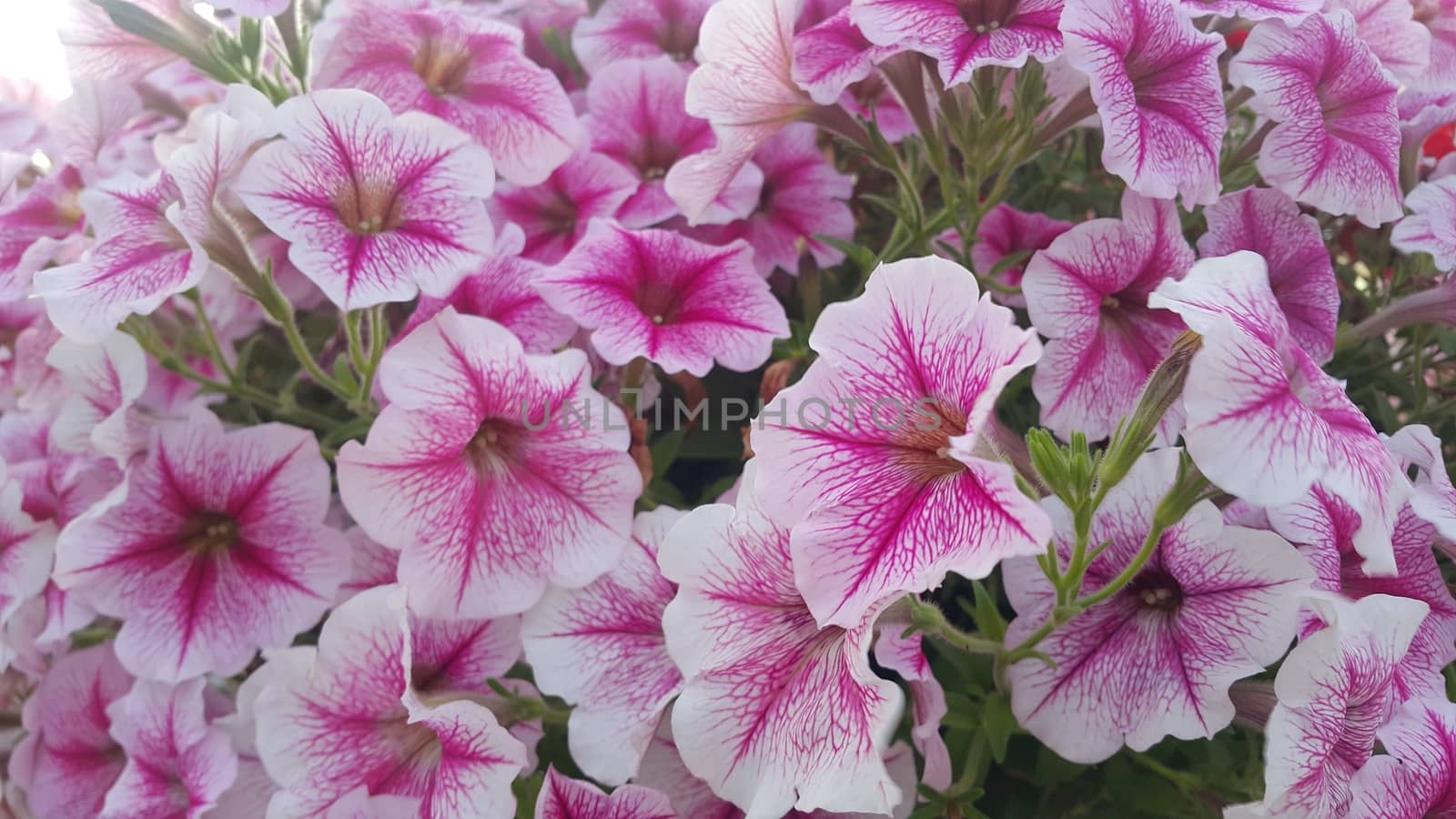 Close up view of several pink flowers with pink petals in spring season. A flower background for text and love messages