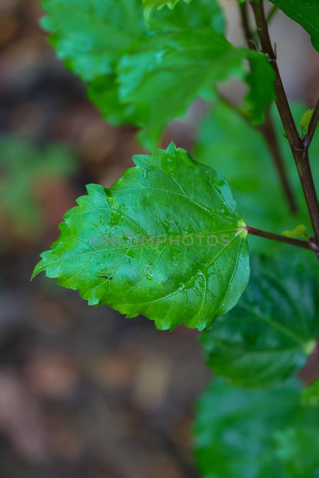close up of bright green leaf of hibiscus tree