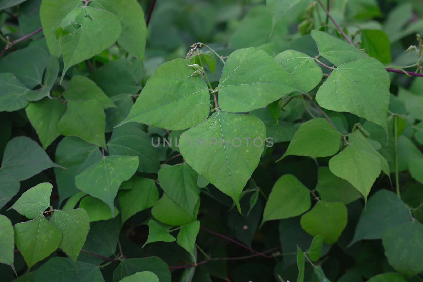 close up of green leaves of beans