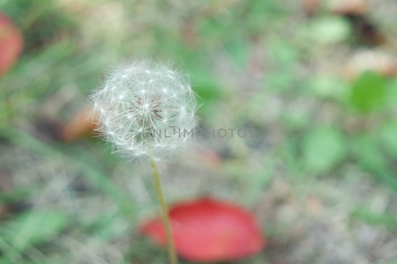 Fluffy flower dandelion selectively focused on a blurred green background by Photochowk