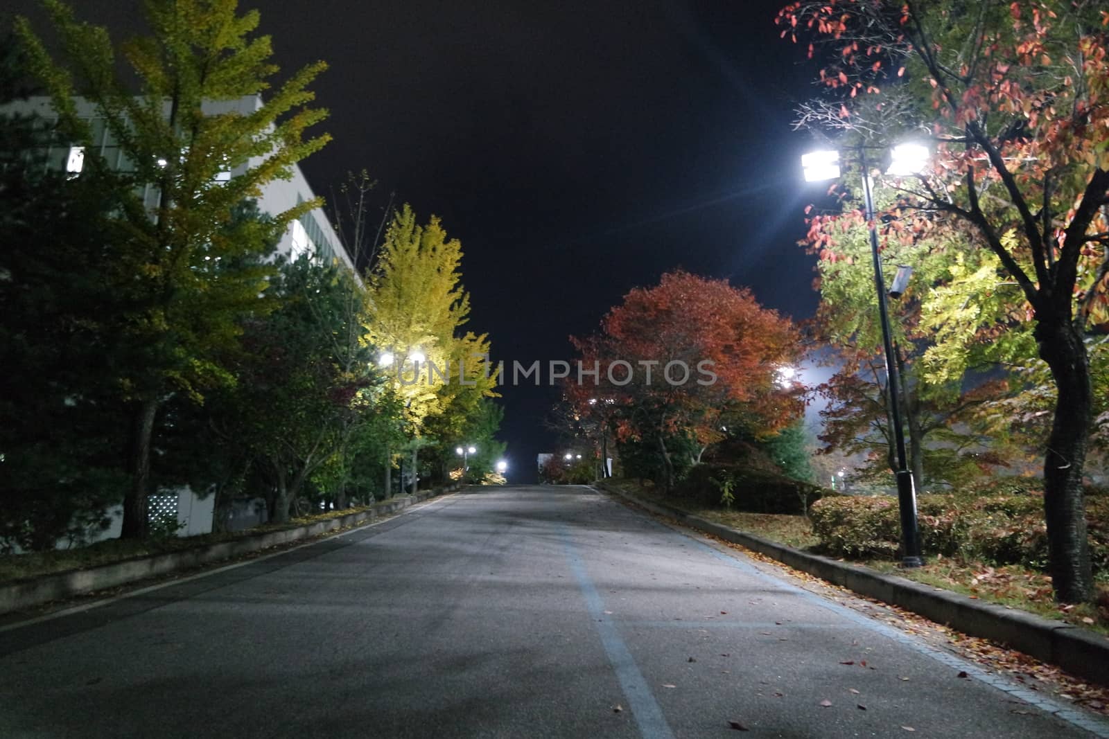 Night view of a paved pedestrian way or walk way with trees on sides by Photochowk