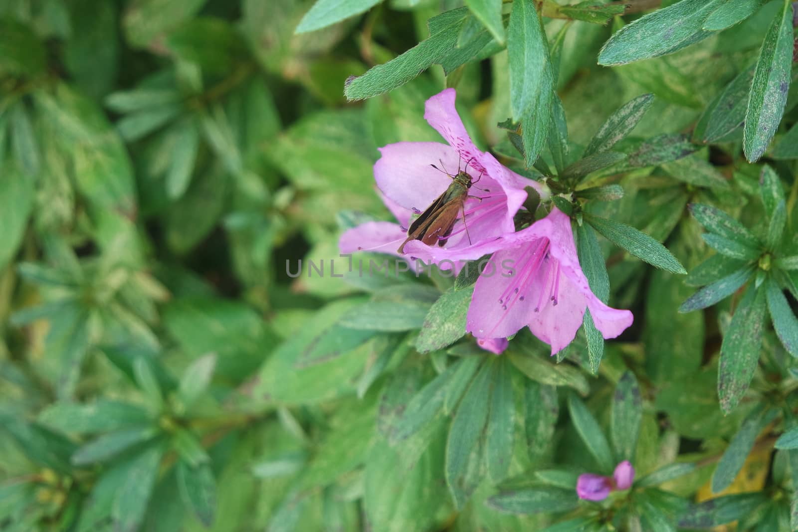 Close up view of pink flowers under sunlight with pink petals by Photochowk