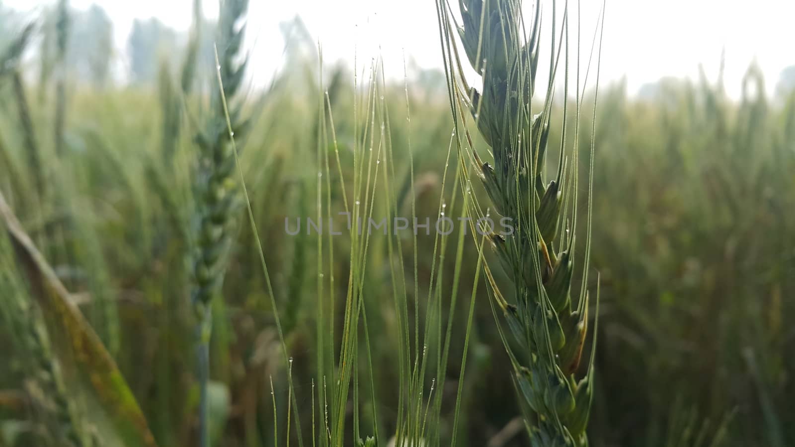 Closeup view of barley spikelets or rye in barley field. by Photochowk