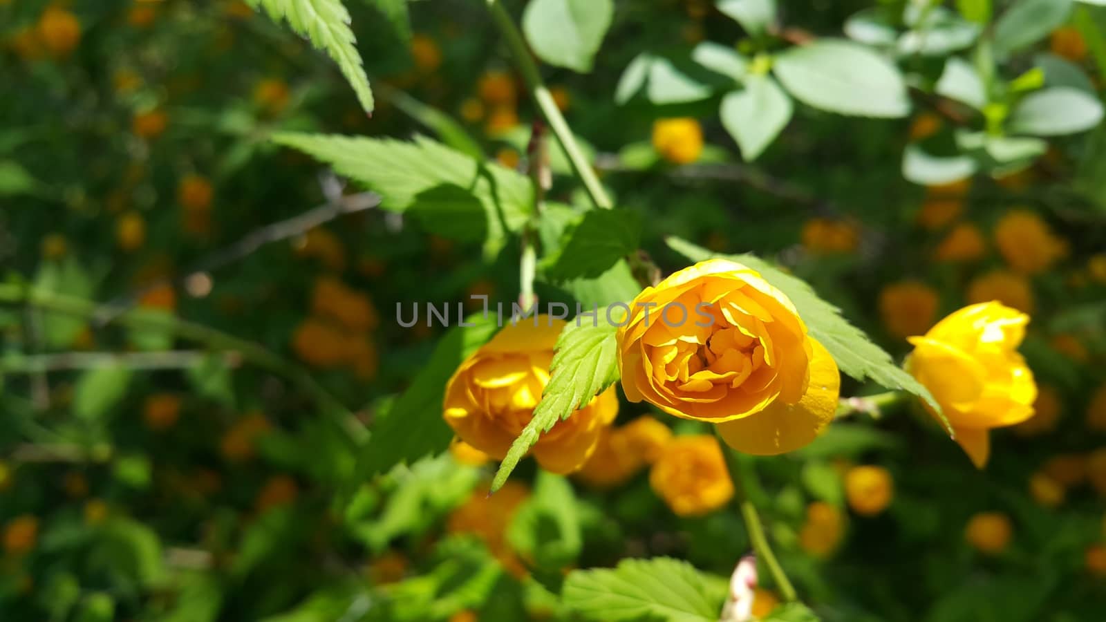 Closeup view of lovely yellow flower against a green leaves blurred background. This flower is found in South Korea.