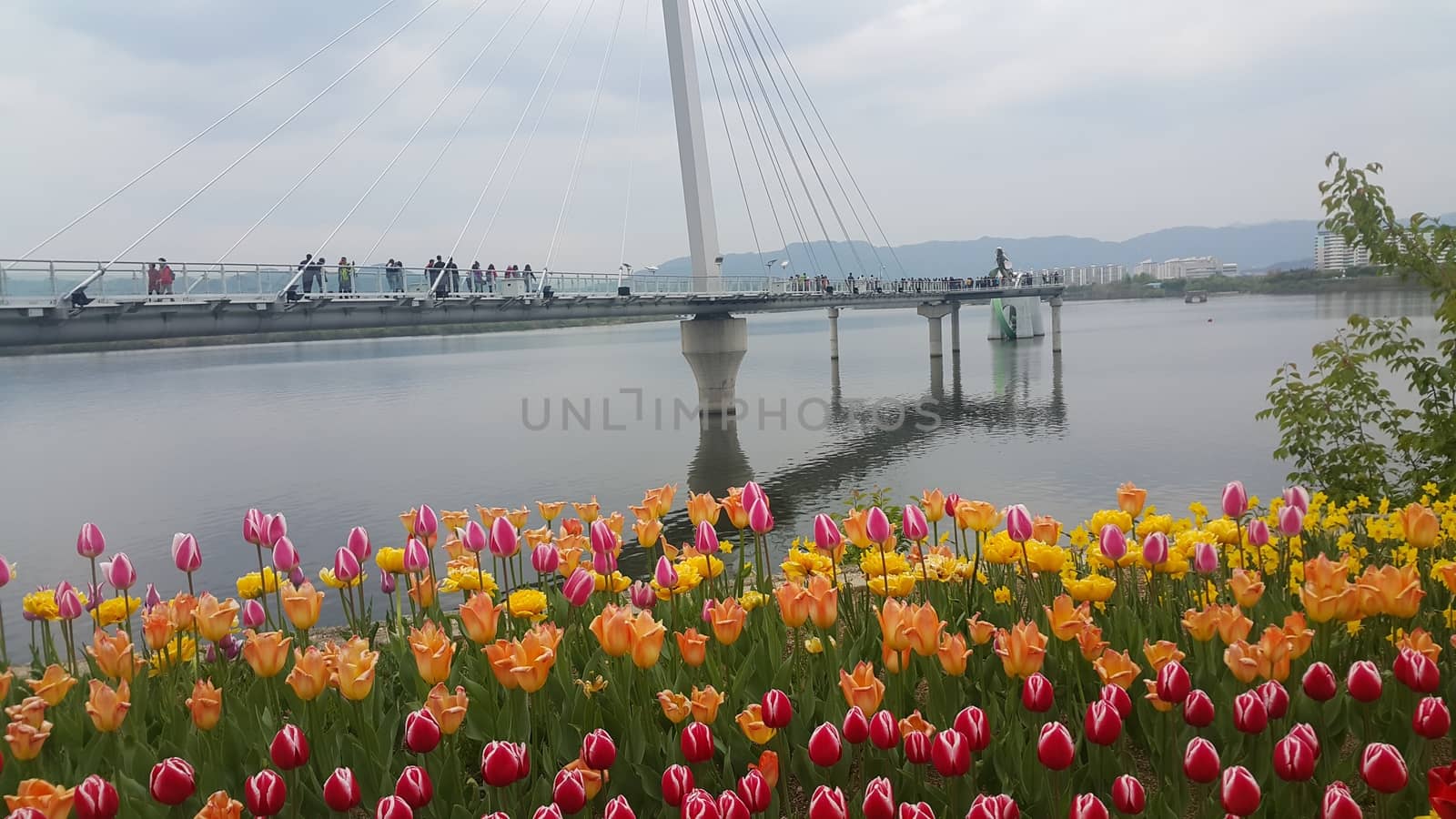 Colorful flowers planted on a beach of sea with beautiful view of buildings and mountains