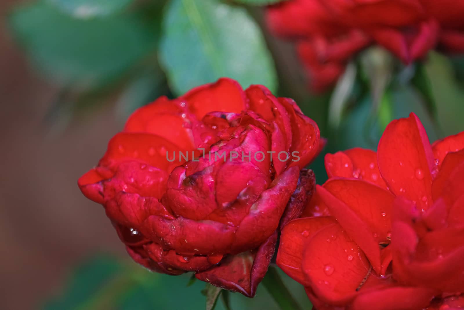 close up of defocused rose flower background, on water drops