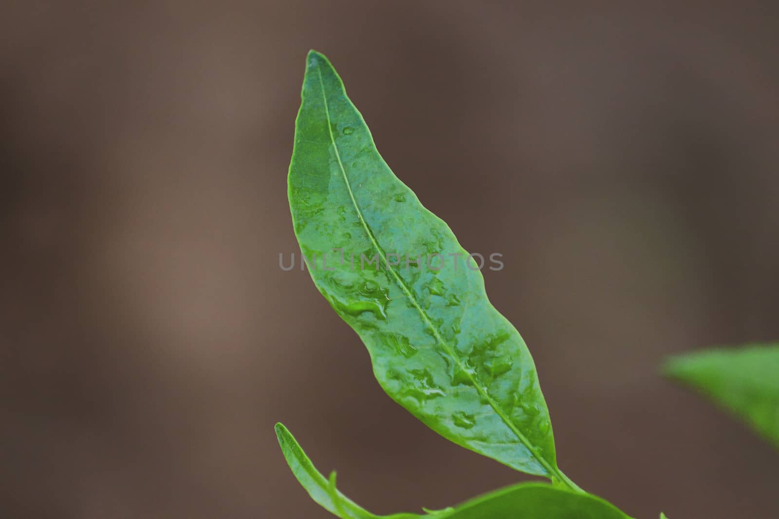 green leaf of rat rani flower tree by 9500102400
