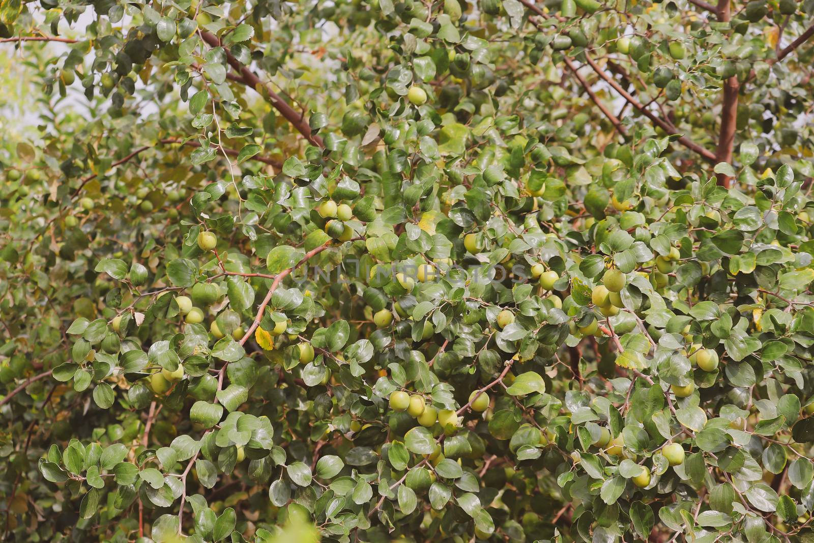 close up of jujubes fruits on the tree branch with vintage background