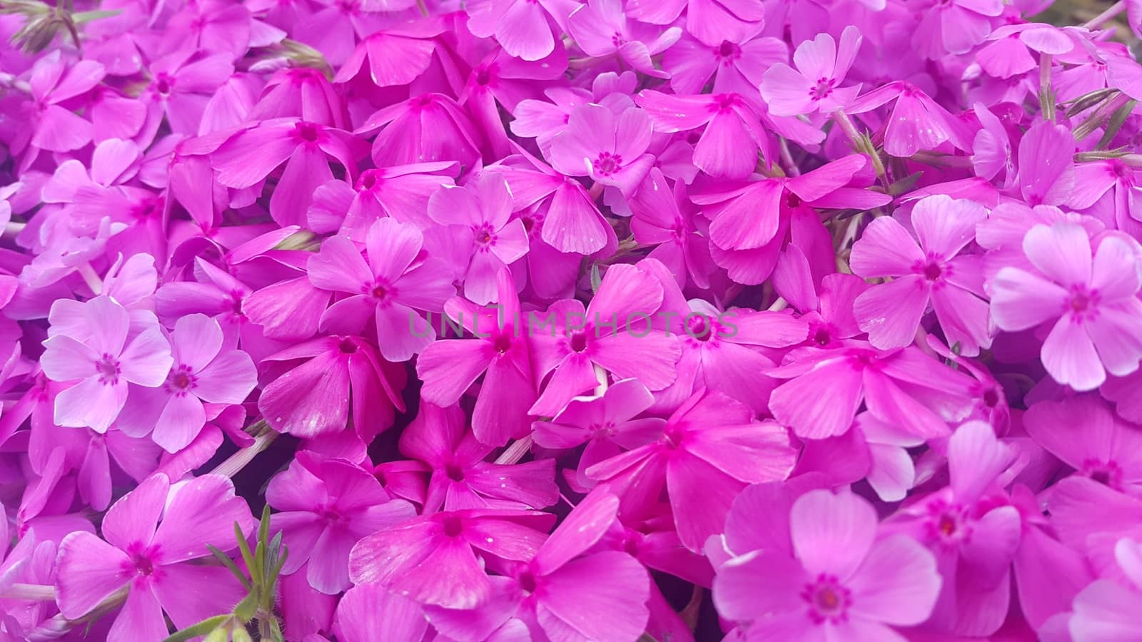 Close up view of several pink flowers with pink petals in spring season. A flower background for text and love messages