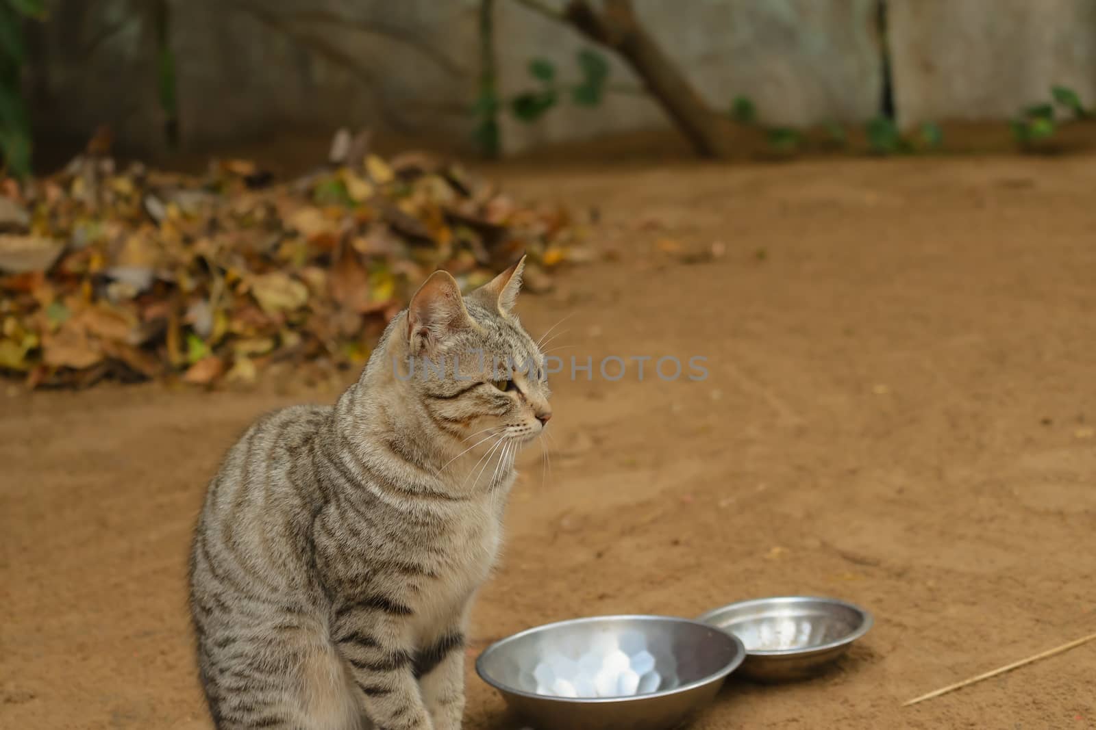cat sitting nearby two blury bowls by 9500102400