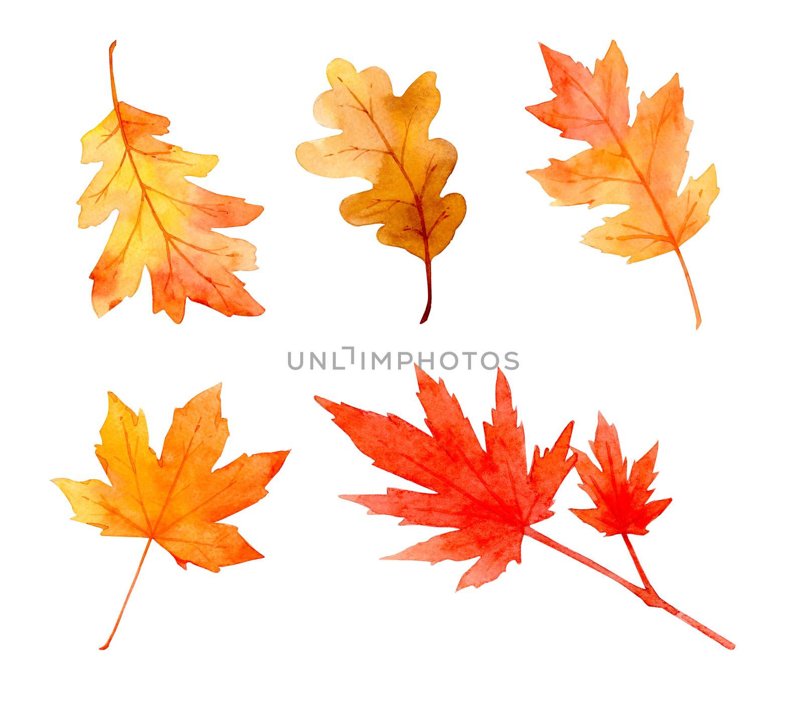 Collection of beautiful orange autumn leaves isolated on white background. Set of hand-painted in watercolor and brush on paper. Clipping path. by Ungamrung