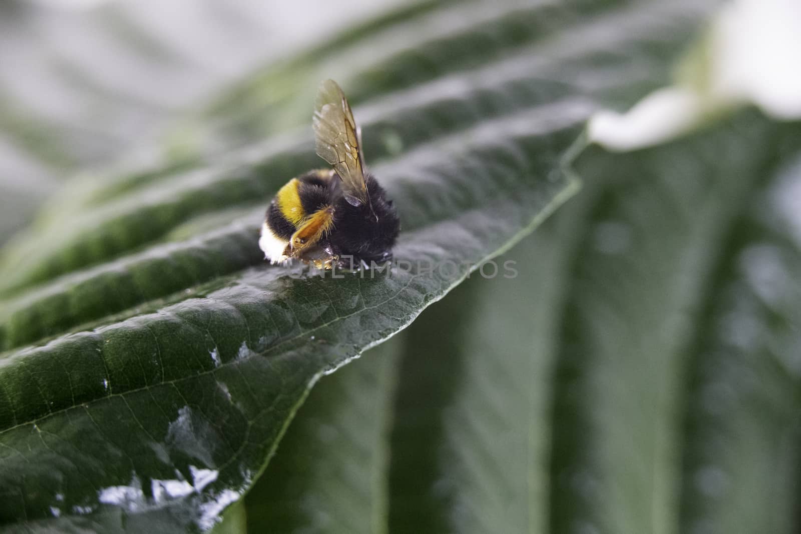 Nature alert concept: close up of a bumble bee (Bombus) dead in selective focus on a green leaf by robbyfontanesi