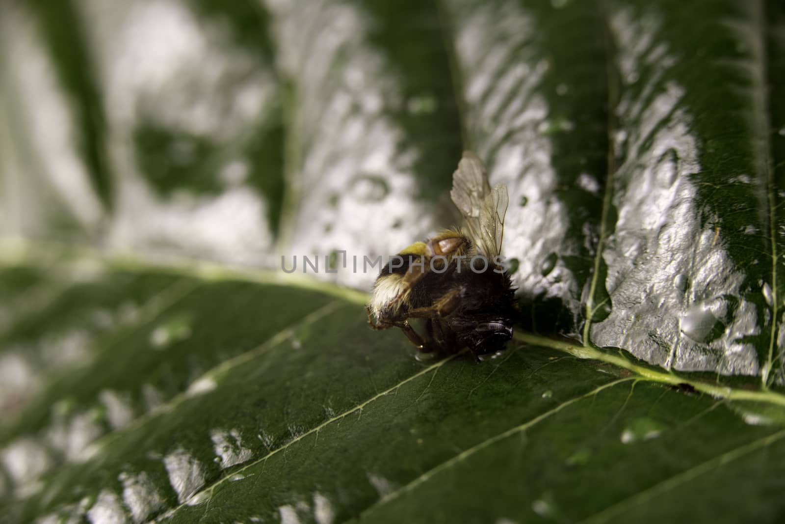 Nature alert concept: close up of a bumble bee (Bombus) dead in selective focus on a green leaf by robbyfontanesi