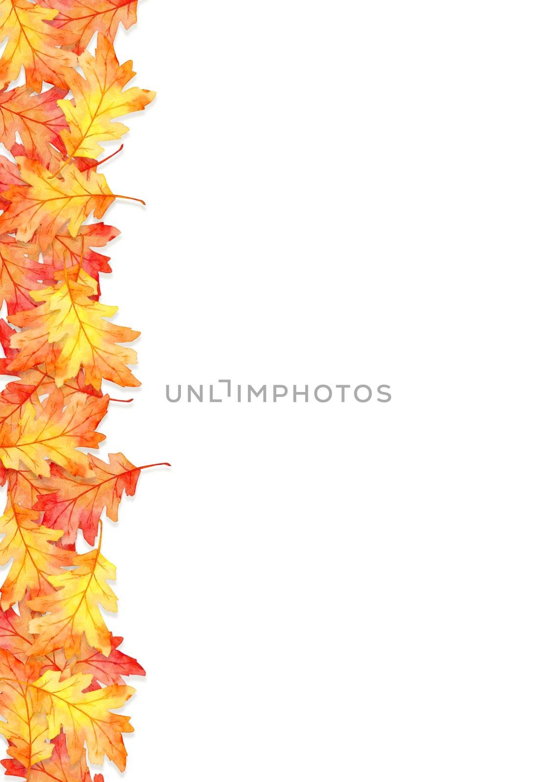 frame of red leaves in autumn concept isolated on white background. Flat lay, top view, copy space. by Ungamrung