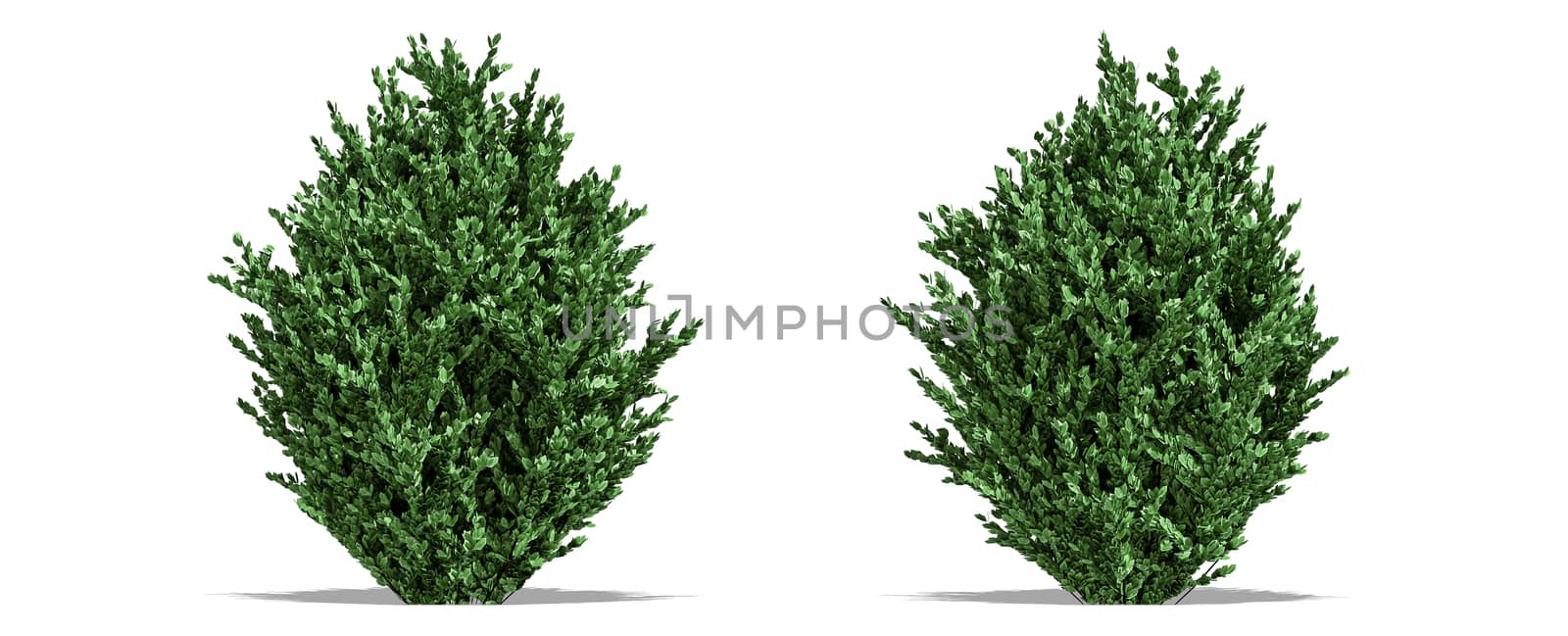 Beautiful tree isolated and cutting on a white background with clipping path. by anotestocker