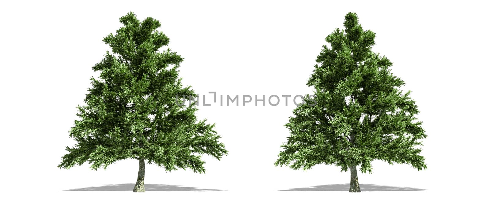 Beautiful tree isolated and cutting on a white background with clipping path.