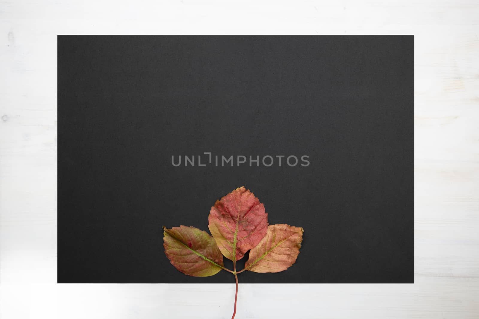 Autumn flat lay copy space: top view of a fallen Virginia creeper (Parthenocissus quinquefolia) leave on black copy space in wooden background by robbyfontanesi