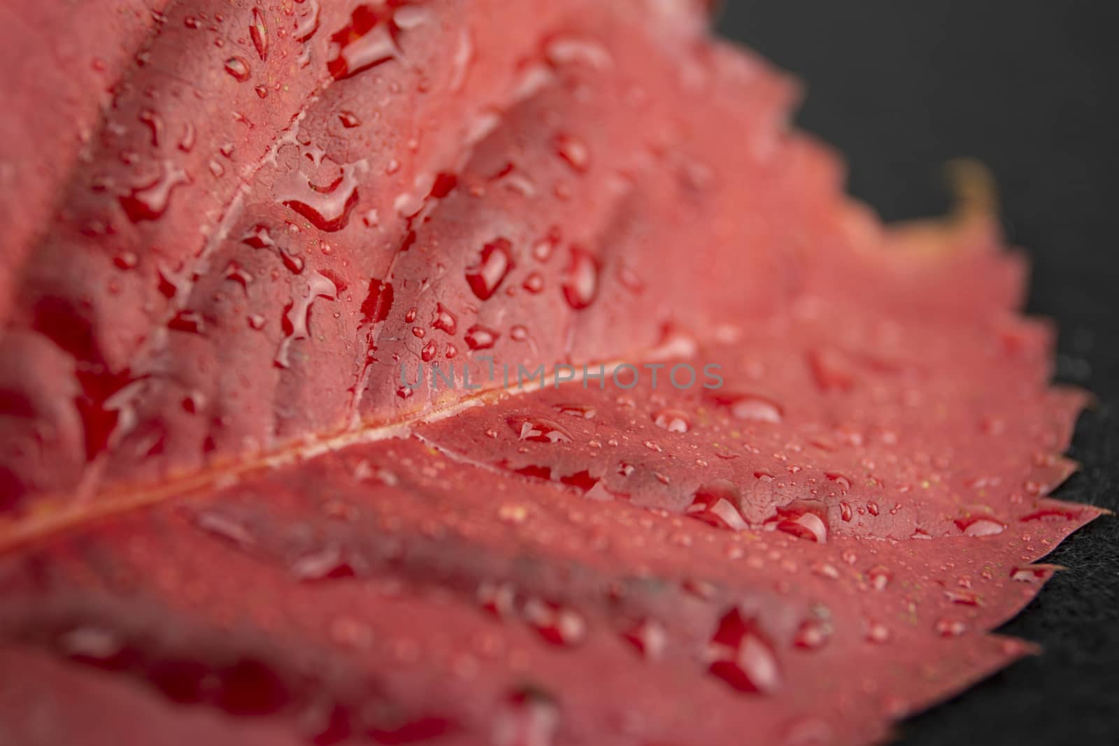 Autumn in orange: angled close up view of a red Virginia creeper (Parthenocissus quinquefolia) leaf with dewdrops in black background