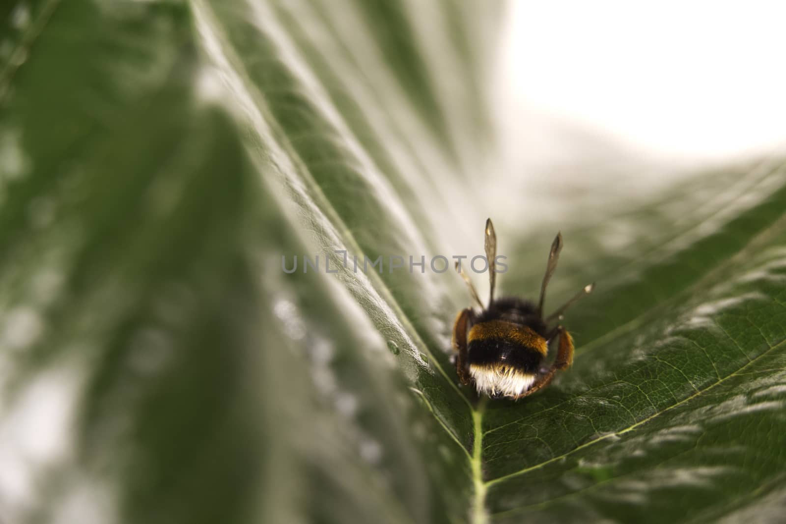 Nature alert concept: close up of a bumble bee (Bombus) dead in selective focus on a green leaf by robbyfontanesi