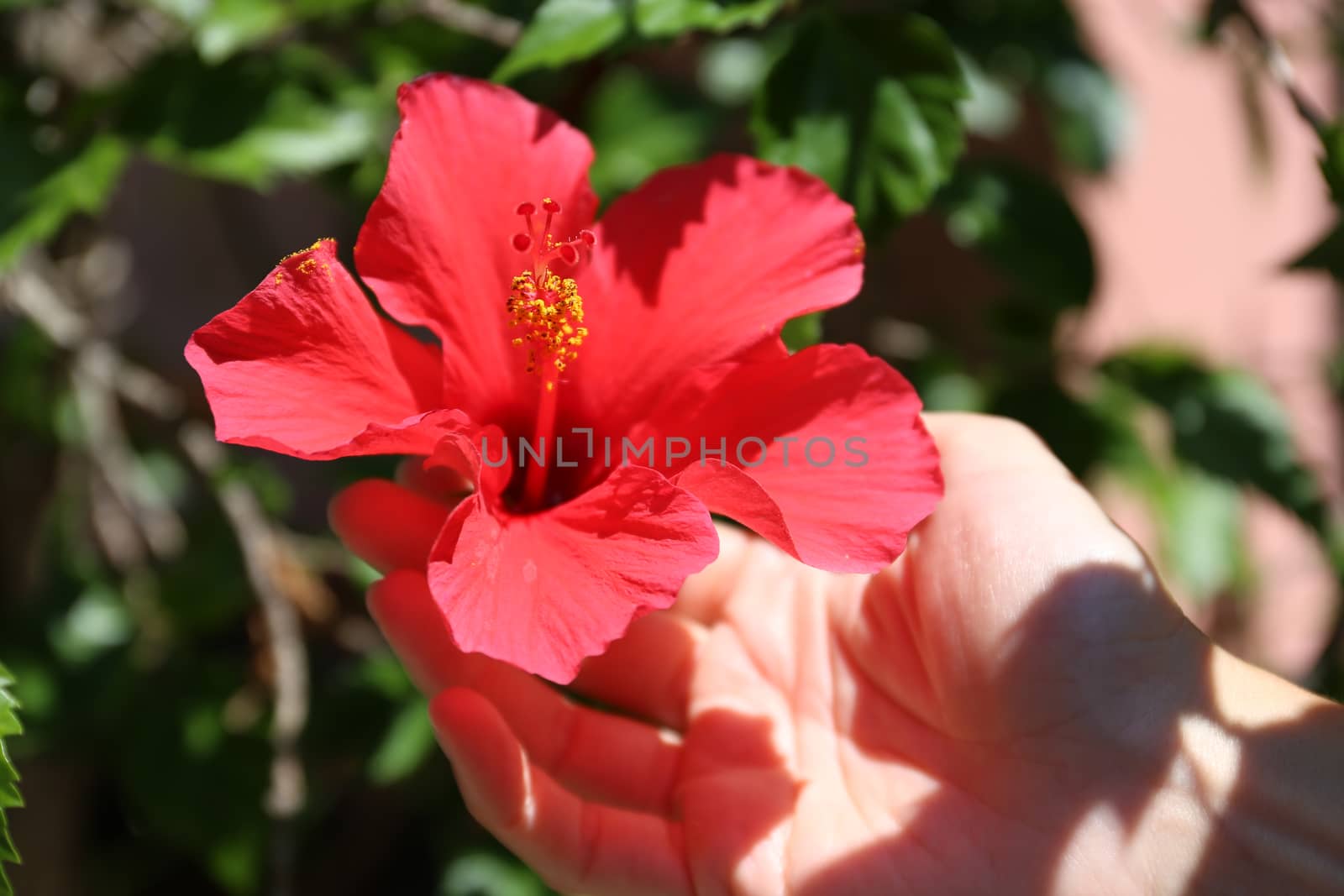 Woman's hand is holding a red hibiscus flower attached to the plant in her garden in full sunlight by robbyfontanesi