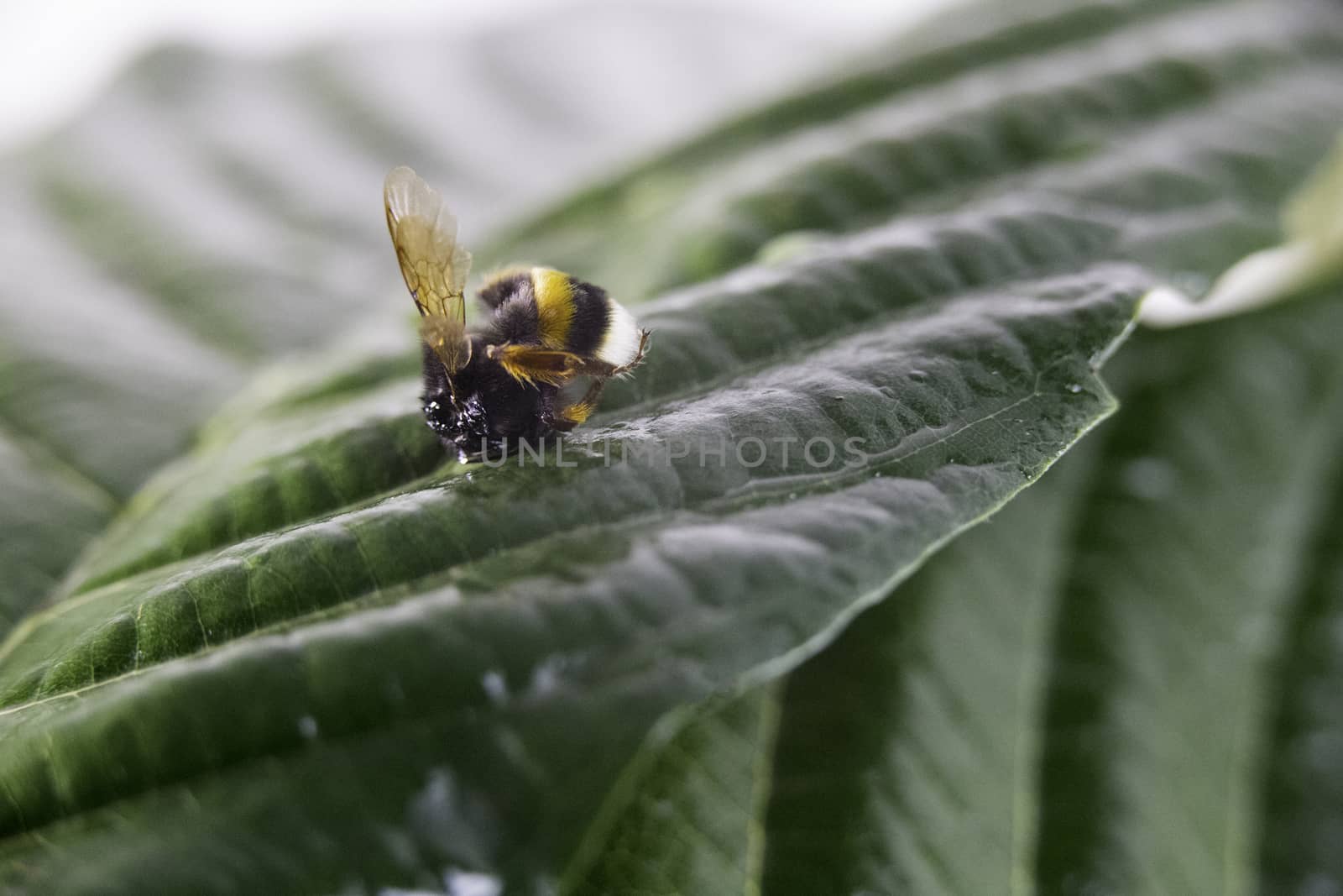 Nature alert concept: close up of a bumble bee (Bombus) dead in selective focus on a green leaf by robbyfontanesi